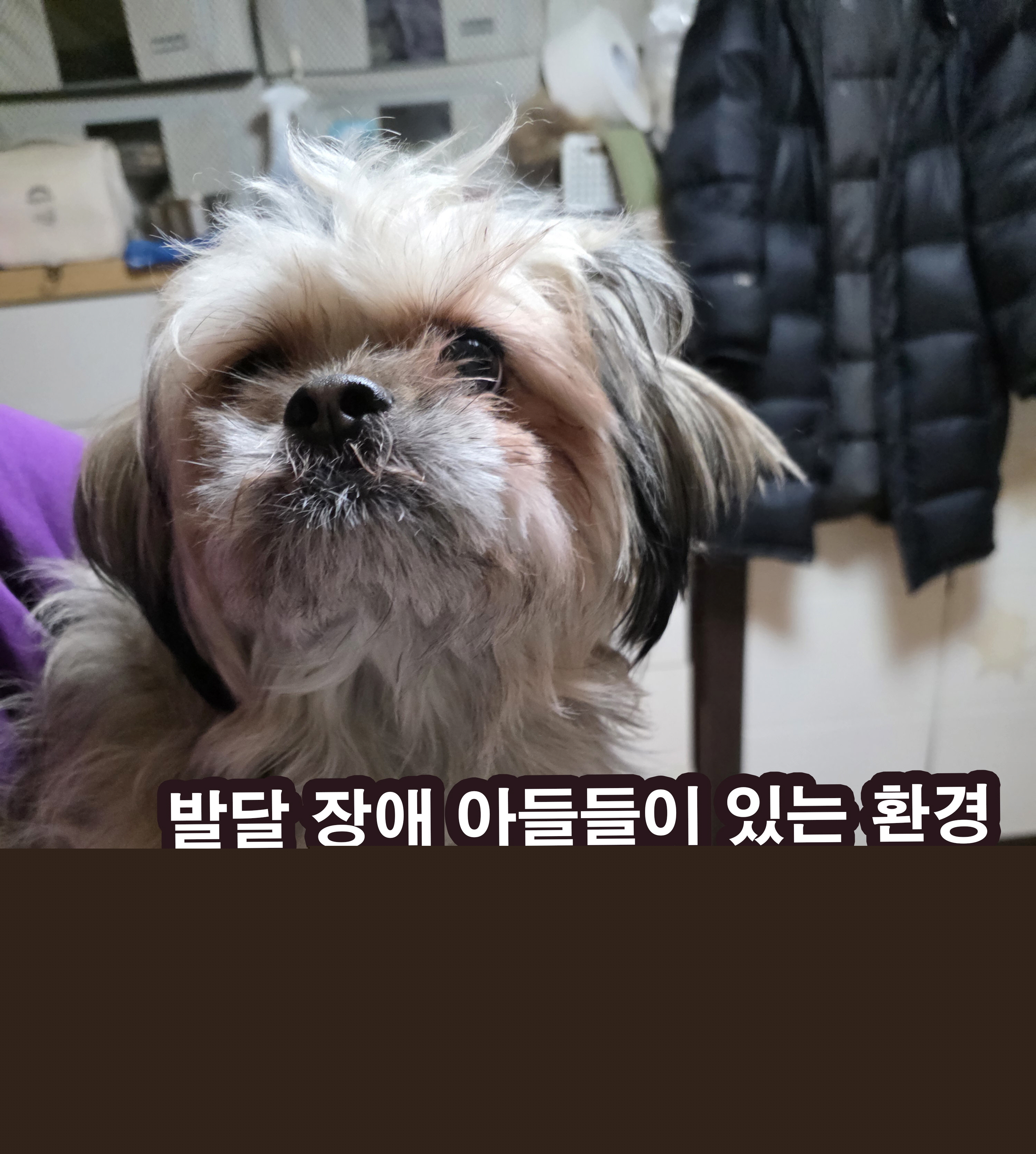 시츄&amp;치와와 가족 입소